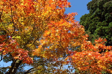 紅葉