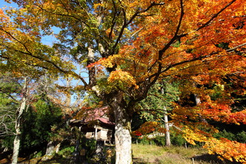 神社の紅葉