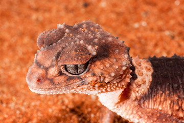Banded Knob-tailed Gecko.Nephrurus wheeleri