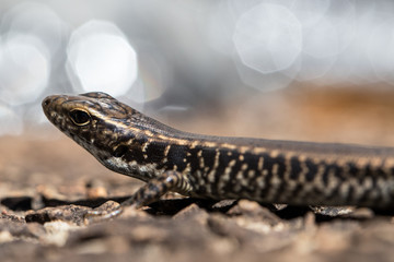 Eastern Water Skink basking on rock