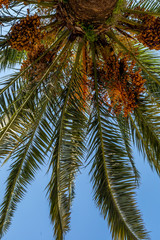 Fototapeta na wymiar Detail of palm leaves on blue sky