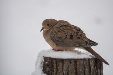 Mourning dove perched on tree stump during snowstorm
