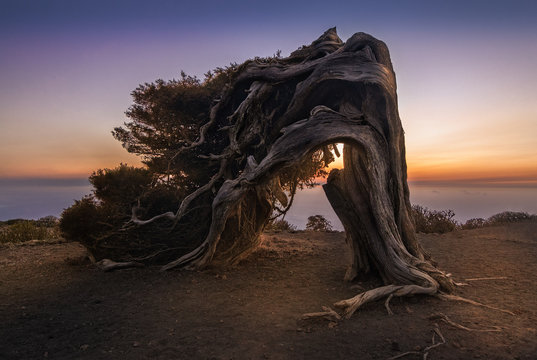 An old Juniper tree twisted by the constant winds presents in the top of this mountain in a place called "El Sabinar". This place is in the canary island of El Hierro.