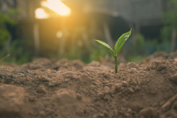 Growing plant,Young plant in the morning light on ground background, New life concept.Small plants on the ground in spring.fresh,seed,Photo fresh and Agriculture  concept idea.