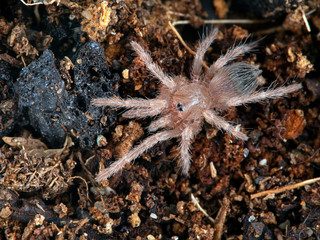 P1010039 Spiderling Brazilian salmon pink bird-eating tarantula, Lasiodora parahybana cCEP 2019