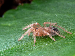 P1010026 Spiderling Brazilian salmon pink bird-eating tarantula, Lasiodora parahybana cCEP 2019
