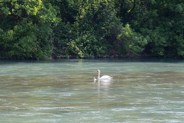White swan with a chick on river.