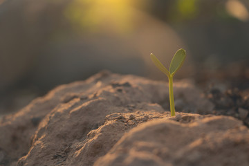 Growing plant,Young plant in the morning light on ground background, New life concept.Small plants on the ground in spring.fresh,seed,Photo fresh and Agriculture  concept idea.
