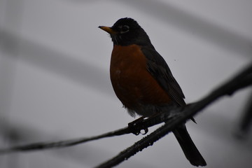 robin 2 