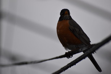 robin