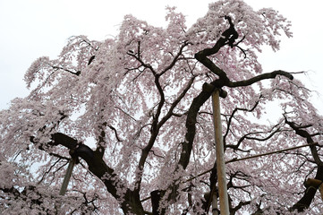 三春滝桜