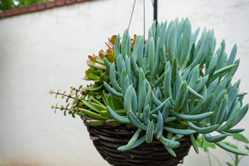 Succulents in a hanging pot