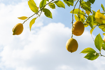 lemon tree with blue sky background