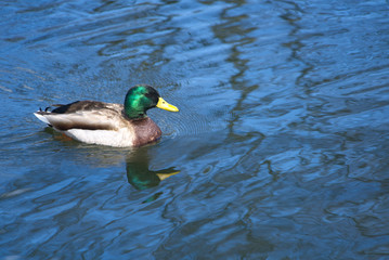 Obraz premium A mallard duck