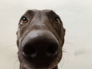close up portrait of a dog
