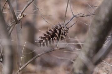 A lone pine cone on a tree branch