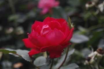 red rose in the garden