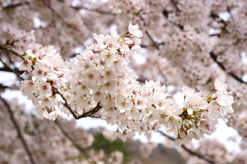 満開の桜