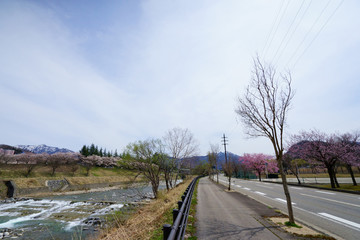 田舎暮らし。桜咲く春の川沿いを朝散歩