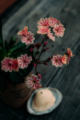 Small Striped Flowers on Table