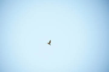 birds in the blue sky