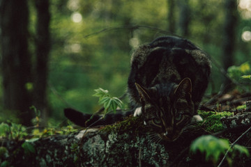 Tiny Cat Perches in woods 