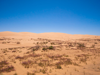 Fototapeta na wymiar Sand dunes with purple flowers southern California Imperial sand dunes 
