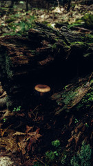 Mushroom in log in the forest