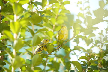 Sicalis flaveola Bird on a Branch