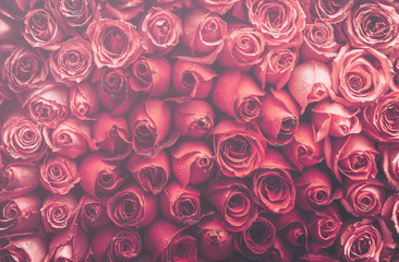 Rose Background. Vintage style rose wall background.