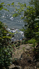 Nature by the Hudson River