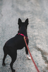 Boston terrier