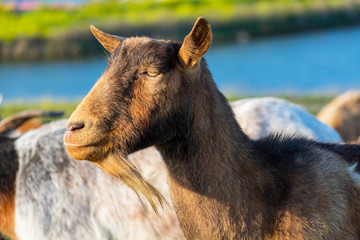Head portrait of brown adult goat with beard