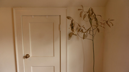 Door with Plant Minimalism  