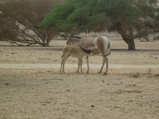 Somali wild ass (Equus africanus somaliensis) at Hai Bar Israel