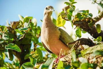 dove bird in the nature 