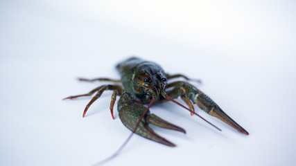 live crayfish on a white background close-up