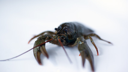 live crayfish on a white background close-up