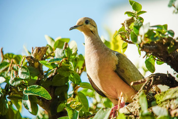 dove bird in the nature 