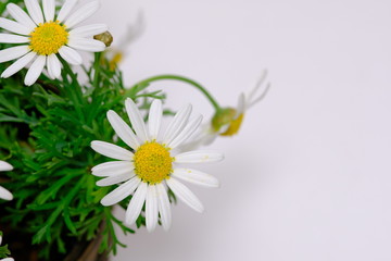 margaret flower in white background