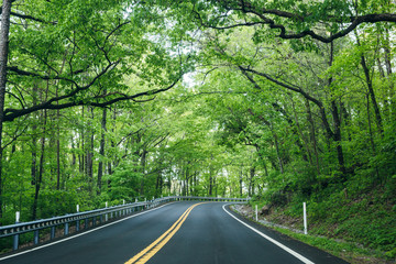 Fototapeta premium Spring Foliage