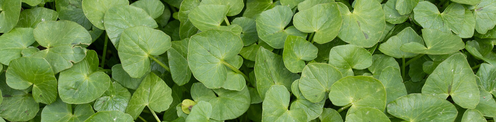 leafy green background banner