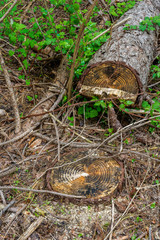 tree in the woods showing the age rings with new vegetation growing around the felledtrunk