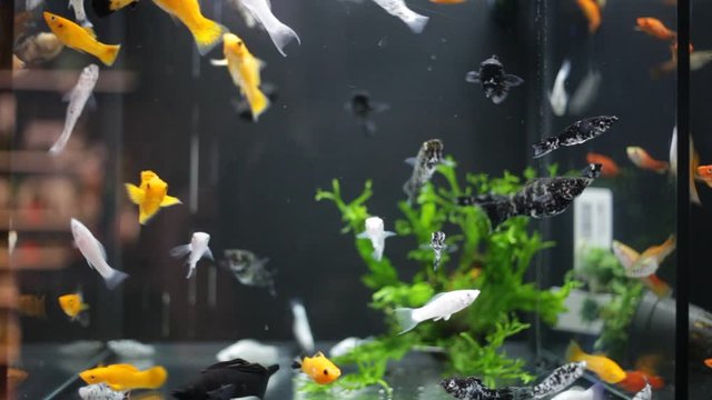 Gliding view of multicolored swordtails swimming in glass aquariums in pet shop
