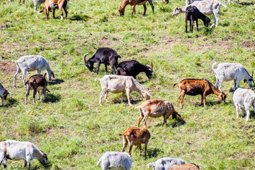 Herd of goats grazing on a hillside in Sunnyvale, South San Francisco Bay Area; Goats are being...