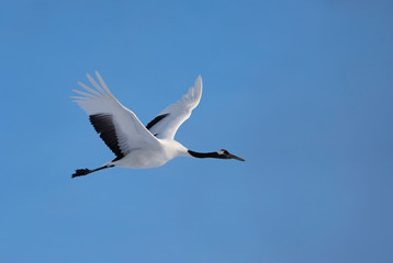 Flying crane