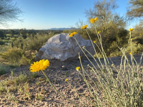 Yellow Desert Flower