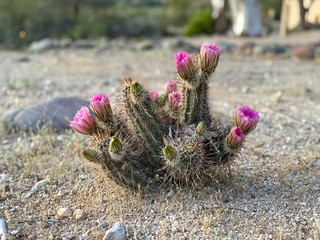blooming cactus