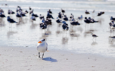 Flock of birds on beach
