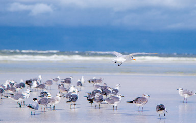 Flock of birds on beach